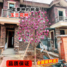 玉蘭花樹(shù)苗帶花苞盆栽適合家門(mén)口種的大樹(shù)庭院耐寒紫白廣玉蘭花卉 【紫玉蘭】3cm粗，高度1.4米左右 曬單實(shí)拍圖