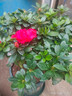 四季開花 西洋杜鵑花苗盆栽室內(nèi)庭院植物紫杜娟花樹映山紅帶花苞 紅杜鵑8年苗（帶花苞） 帶加侖盆 曬單實(shí)拍圖