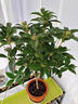 四季桂花盆栽樹(shù)苗開(kāi)花植物室內(nèi)外花卉濃香好養(yǎng)可食用綠植盆景月桂 【精品】四季桂/40-50cm[原土球] 曬單實(shí)拍圖
