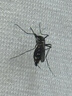 喬丹運(yùn)動(dòng)鞋女輕便跑步鞋減震舒適經(jīng)典潮流休閑鞋子2025新款軟底慢跑鞋 曬單實(shí)拍圖