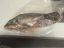 安峰山【鯉魚(yú)】野捕黃河流域大鯉魚(yú)新鮮鮮活四鼻鯉魚(yú)大魚(yú)活魚(yú)現殺 鯉魚(yú)鮮活現殺 一條(殺好總重1.8斤-2.0斤) 曬單實(shí)拍圖
