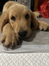 犬瘟檢測(cè)試紙狗狗犬瘟熱細(xì)小犬冠狀病毒檢測(cè)紙貓狗狂犬病毒檢測(cè)卡 犬瘟+細(xì)小+冠狀檢測(cè)套餐 曬單實(shí)拍圖