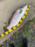SHIMANO禧瑪諾12編PE線 8編PE線路亞線粉綠色藍色編織線大力馬線魚線 1號150米綠色12編 曬單實拍圖