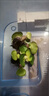 水葫蘆水生水培植物池塘魚(yú)缸龜缸造景浮萍水草水草培植物水養(yǎng)好養(yǎng) 500棵 曬單實(shí)拍圖