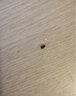 創(chuàng)惠仁日本殺蟲劑臭蟲藥家用室內(nèi)床上專用無(wú)色無(wú)味除蟲驅(qū)防殺爬蟲多種蟲 1瓶裝 曬單實(shí)拍圖
