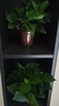 綠蘿盆栽室內(nèi)植物花卉凈化空氣綠植水培垂吊大葉綠蘿新房客廳家用 【整高20cm盆口11】白盆吸水10盆送肥料 曬單實拍圖