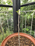 爾瀾 1.5cm嫁接冬棗樹苗甜度大果樹苗庭院陽臺(tái)露天種植水果苗源頭直發(fā) 曬單實(shí)拍圖