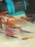 創(chuàng)寧變頻潛水泵 CN-9500-13W 10檔流量調(diào)節(jié) 魚(yú)缸假山噴泉池循環(huán)抽水 曬單實(shí)拍圖