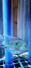 森森（SUNSUN）魚(yú)缸水泵小型潛水泵水循環(huán)水族箱過(guò)濾泵抽水泵 【升級(jí)可底吸】40W流量可調(diào) 帶水管 曬單實(shí)拍圖