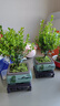 花翁老樁植物綠植盆栽紫檀花卉小葉赤楠盆景+四方山水盆+底座源頭直發(fā) 曬單實拍圖