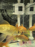 森森（SUNSUN）魚(yú)缸原廠(chǎng)標配水泵HR原裝水泵HE原裝水泵配件 HE-480水泵帶管件一套 曬單實(shí)拍圖