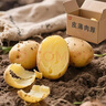 播州鮮現(xiàn)挖土豆新鮮蔬菜高山馬鈴薯黃皮黃心早餐土豆泥麻辣燙火鍋食材 黃皮土豆帶箱9斤 曬單實拍圖