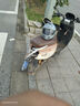 野馬（YEMA）3C認證828S摩托車(chē)頭盔男全盔雙鏡片機車(chē)安全帽 四季通用 均碼 松鼠灰+防霧貼片 曬單實(shí)拍圖