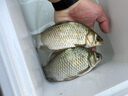 丸九日本原裝進(jìn)口魚(yú)餌添加 鯉魚(yú)液 鯽魚(yú)液 添加型餌料 鯽魚(yú)液1瓶 曬單實(shí)拍圖