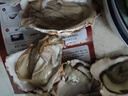百鮮洽乳山生蠔鮮活特大牡蠣帶殼生吃海蠣子新鮮海鮮水產貝類聚會燒烤 超大號5XL 凈重9斤（15-20只） 曬單實拍圖