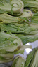 農(nóng)家自種特價(jià)新鮮芥菜包心酸菜玉菜蓋菜當(dāng)季青菜農(nóng)家自種整箱蔬菜 帶箱9-10斤（精選） 曬單實(shí)拍圖