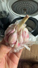 鶴來(lái)香山東金鄉大蒜頭紫皮新蒜蔬菜大祘農家多瓣新鮮紅皮蒜當季新大頭蒜 精品【干蒜中果】帶箱4斤 精品新大蒜 曬單實(shí)拍圖