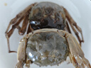 陸龍兄弟花雕生醉蟹 開(kāi)蓋即食大規(guī)格醉河蟹 非熟醉蟹寧波上海風(fēng)味冷凍水產(chǎn) [冷凍]5A醉蟹1680g約6只大規(guī)格 曬單實(shí)拍圖