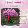 【蝴蝶蘭盆栽帶盆】帶花帶花苞室內(nèi)花卉高端綠植年貨喜慶植物花卉 粉色系8劍蝴蝶蘭【品種隨機(jī)】北歐盆 曬單實(shí)拍圖