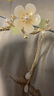 念芙古風(fēng)發(fā)簪旗袍簪子步搖新中式中國風(fēng)盤發(fā)頭飾發(fā)釵七夕節(jié)情人節(jié)禮物 花朵發(fā)簪【禮盒裝】 曬單實(shí)拍圖