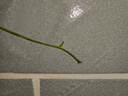 臨雅黃木香花苗爬藤植物花卉重瓣白木香樹(shù)苗薔薇陽(yáng)臺庭院四季開(kāi)花盆栽 【黃木香】高100cm左右中大苗 曬單實(shí)拍圖