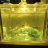 大匠神彩魚缸冰藍(lán)水晶玻璃石造景底砂琉璃沙桌面水族裝飾石子 1斤冰川玻璃石 曬單實(shí)拍圖