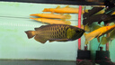 瘋狂水草（FKSC）真水草魚(yú)缸造景套餐凈化水質(zhì)懶人魚(yú)缸水草植物直接入缸蜈蚣草 【火山石】超值成景B適合20-30缸 曬單實(shí)拍圖
