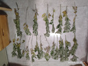 不帶根新鮮艾草艾葉端午節(jié)艾蒿帶葉帶桿掛門窗艾葉草驅(qū)蚊艾葉 帶葉帶桿30cm高以上10棵 曬單實拍圖