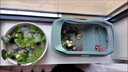 布蘭格迪烏龜缸帶曬臺(tái)家用養(yǎng)龜魚缸柜別墅飼養(yǎng)缸巴西龜魚缸底柜造景箱盆屋 豪華大禮包 星空一體缸【小號(hào)星空藍(lán)】 曬單實(shí)拍圖