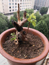 黃荊樁老樁黃荊盆景熟樁樹(shù)樁根雕舍利黃荊室內(nèi)綠植辦公室盆栽庭的 小號(hào)舍利老樁隨機(jī)發(fā) 不含盆 曬單實(shí)拍圖