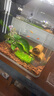 共度（Gong Du）前景草爬地矮珍珠魚(yú)缸水草植物真草活凈水陰性草 盒裝趴地矮珍珠 曬單實(shí)拍圖
