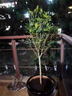 沁茗毓桂花樹(shù)苗四季桂大樹(shù)花卉原生丹桂金桂地栽盆栽庭院別墅花香濃郁 金桂 《商家推薦》4公分粗-高1.4米 曬單實(shí)拍圖