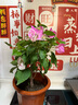 虹越（HONGYUE）三角梅盆栽苗花苗 盆景爬藤造景觀賞彩色花卉植物 漳州紅櫻 170#（帶盆栽好） 曬單實拍圖