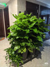 Only you【兩小時(shí)達(dá)】發(fā)財(cái)樹大型綠植花卉室內(nèi)客廳辦公室開業(yè)開業(yè)喬遷送禮 大綠蘿 曬單實(shí)拍圖