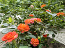 植客（zeego）6413微噴毛管小三通自動灌溉滴灌套裝設(shè)備霧化噴 灰色毛管小三通10個裝 曬單實拍圖