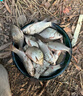 霸統高純度濃縮蛋奶醬香酸可口釣魚(yú)小藥黑坑鯽魚(yú)餌料添加劑野釣誘魚(yú)劑 蛋奶醬（買(mǎi)兩瓶送一瓶） 曬單實(shí)拍圖