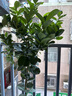 花城水調金錢(qián)兜金錢(qián)樹(shù)福祿桐室內大型綠植大盆栽植物圓葉錢(qián)多多除甲醛 高120-130cm含膠盆 曬單實(shí)拍圖