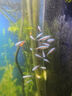 魚(yú)官兒 群游活體觀(guān)賞魚(yú)紅綠燈寶蓮燈鉆石燈魚(yú)小型熱帶魚(yú)適合新手闖缸魚(yú) 2cm+大寶蓮燈50條+送6防損 曬單實(shí)拍圖