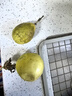 張小壯廣西欽蜜9號(hào)黃金百香果九號(hào)新鮮生鮮白香果水果 純甜百香果 嚴(yán)選2.8-3斤（1斤約10-13個(gè)） 曬單實(shí)拍圖