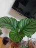 水培植物青蘋果竹芋綠植盆栽四季常青室內(nèi)辦公桌好養(yǎng)喜陰凈化空氣 青蘋果竹芋20-25cm 1棵【不含瓶】 曬單實拍圖