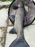 漢鼎釣魚(yú)竿手竿超輕魚(yú)桿碳纖維手桿速戰極鰱鳙竿京東自營(yíng)漁具官方旗艦 曬單實(shí)拍圖