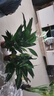 水培白掌一帆風(fēng)順盆栽帶花室內(nèi)客廳植物四季常青好養(yǎng)活新家綠植 A級白掌+繁星吸水盆 2盆裝 曬單實拍圖