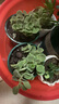 碰碰香一抹香辦公室醒目防蚊植物凈化空氣室內(nèi)外綠植桌面四季盆栽 碰碰香1盆【原土原盆1盆】 曬單實(shí)拍圖
