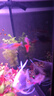 魚官兒電光剛果美人熱帶觀賞魚中大型草缸群游魚活體觀賞魚 鴿子美人2條（4-5cm） 曬單實(shí)拍圖