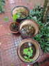 芙麗芳絲 氨基酸洗面奶 100g 溫潤綿密 守護水油平衡 曬單實拍圖