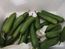 京鮮生 山東荷蘭水果黃瓜凈重5斤 單果100g+ 健康輕食早餐 源頭直發(fā) 曬單實拍圖