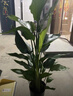 天堂鳥大型綠植盆栽 天堂鳥1-1.2米【原盆】 曬單實拍圖