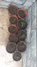 【九里香芳香驅蚊】九里香盆栽辦公室綠植室內四季花卉桌面植物 【實(shí)惠】九里香5-8顆 曬單實(shí)拍圖