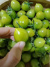 青口蜜圣女果綠色青甜2號小番茄新鮮綠千禧即食山東小柿子果生吃 5斤 精選裝【京東快遞】 曬單實拍圖