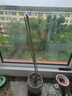 倒掛金鐘盆栽四季開花耐寒耐熱南北方種植盆栽樹苗陽臺(tái)花卉 H7倒掛金鐘盆栽花卉 7年老樁/開花大量 曬單實(shí)拍圖